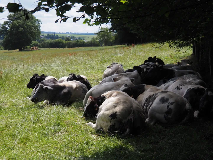 Ferme de la Planche (barefoot path) (België)